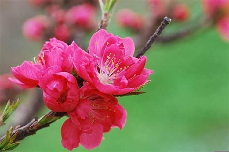 下个月遇到桃花的4个生肖