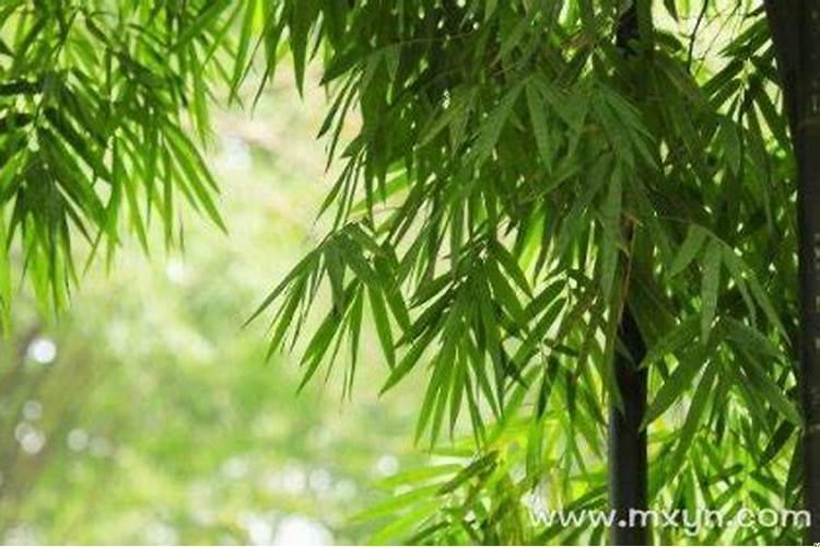 梦见竹子是什么预兆