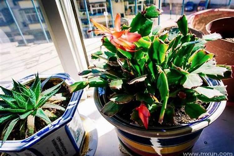 梦见种绿色植物是什么意思