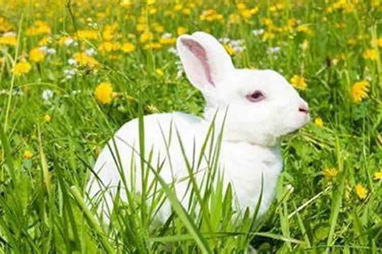 男鼠女兔相配吗婚姻幸福吗