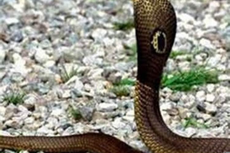 离婚女人做梦被蛇追什么意思呀