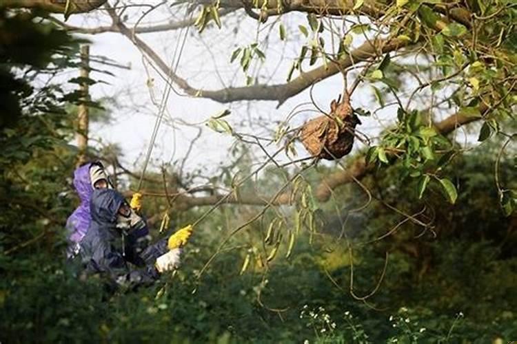 梦见捅马蜂窝什么意思呀