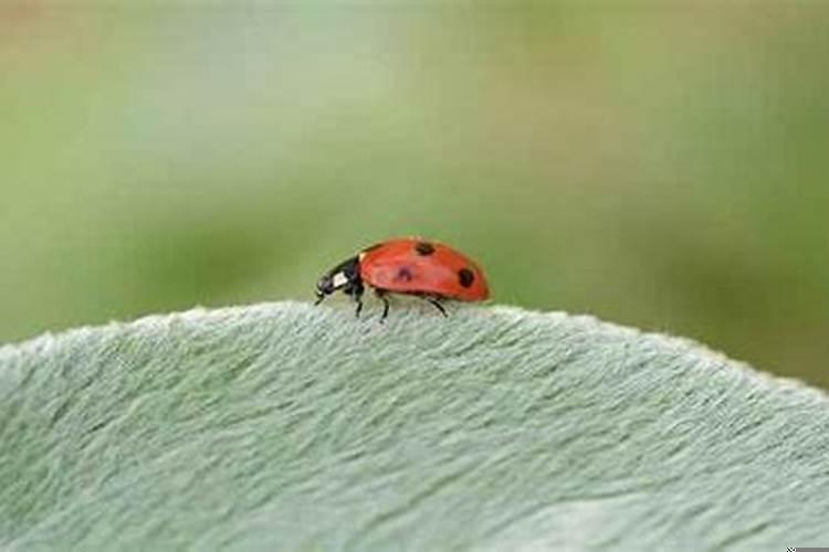 求的姻缘签准不准