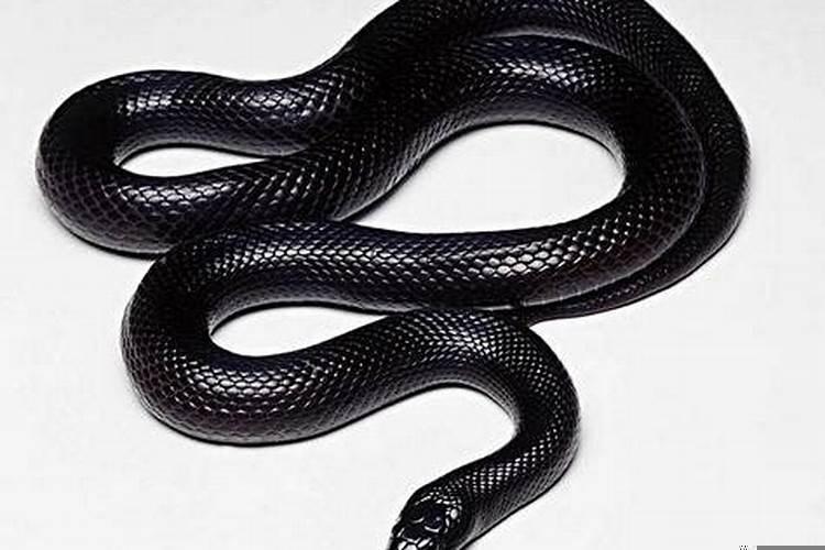 梦到自己追蛇是什么意思