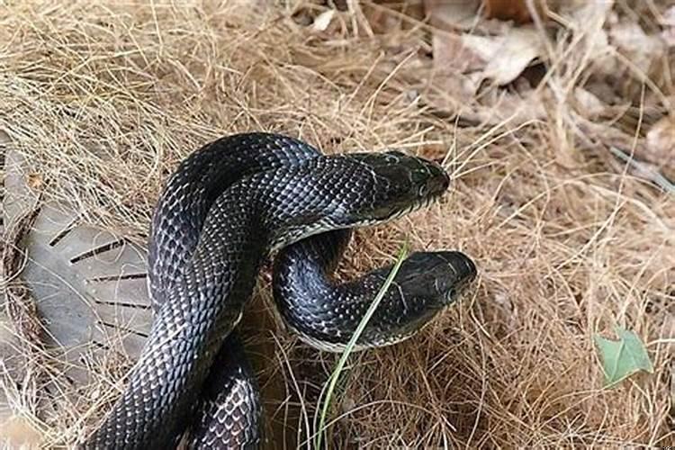 做梦梦到两条蛇是什么意思一大一小