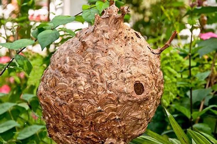 梦见捅马蜂窝什么意思呀