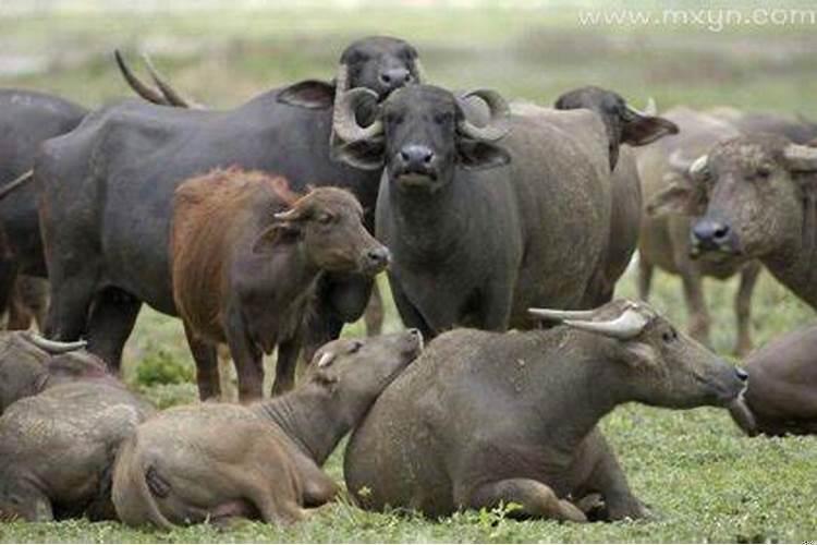 梦到很多牛是什么意思