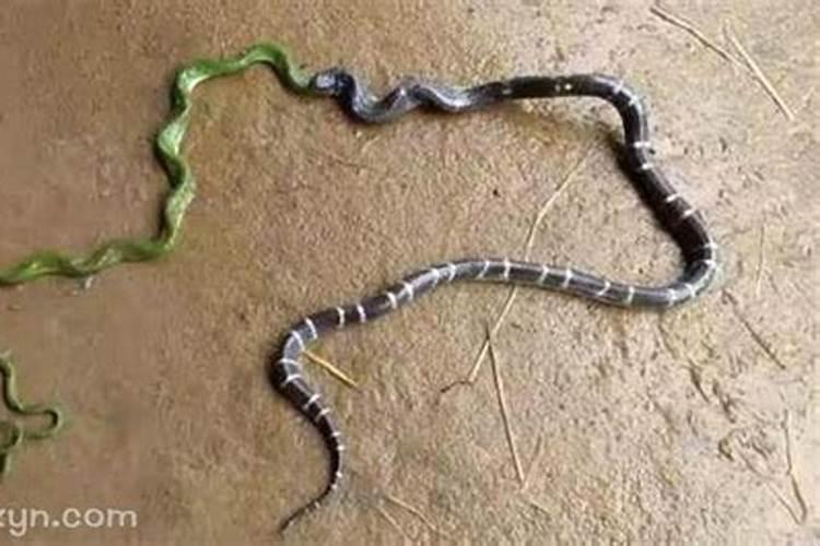 做梦梦到两条蛇是什么意思一大一小