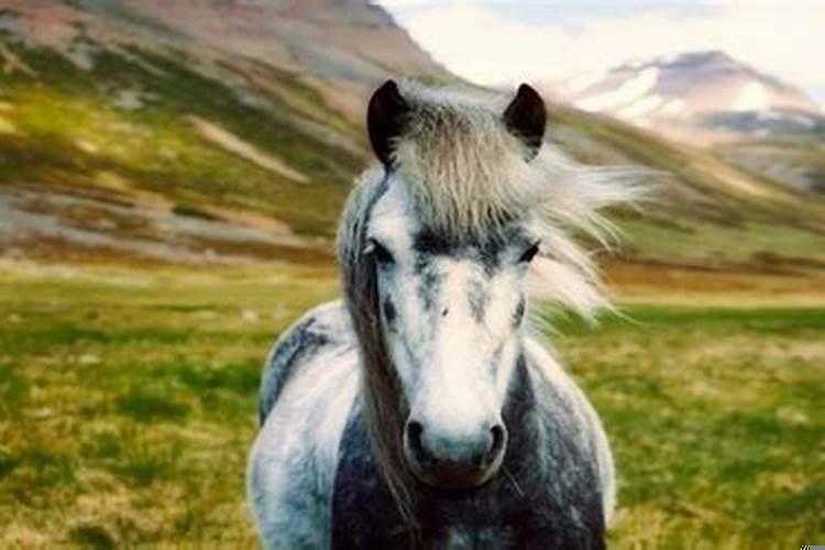 梦见已故长辈什么预兆买什么码吗?