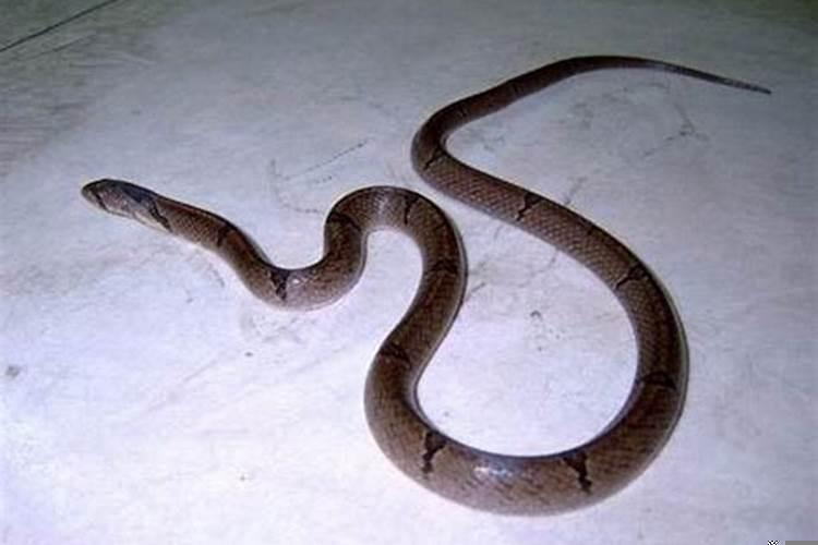 属蛇男人的命运