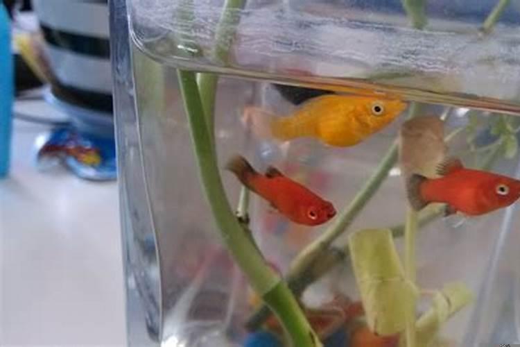 如何知道鱼有没有怀孕