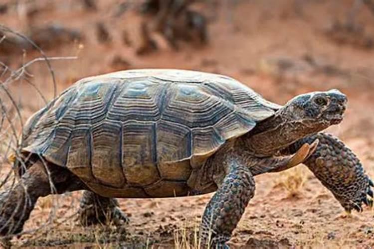 梦到一只特别大的乌龟