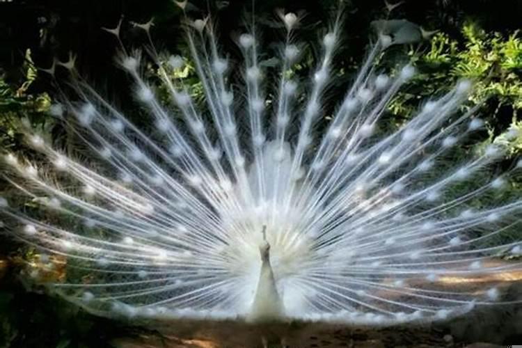 做梦梦见孔雀是什么意思