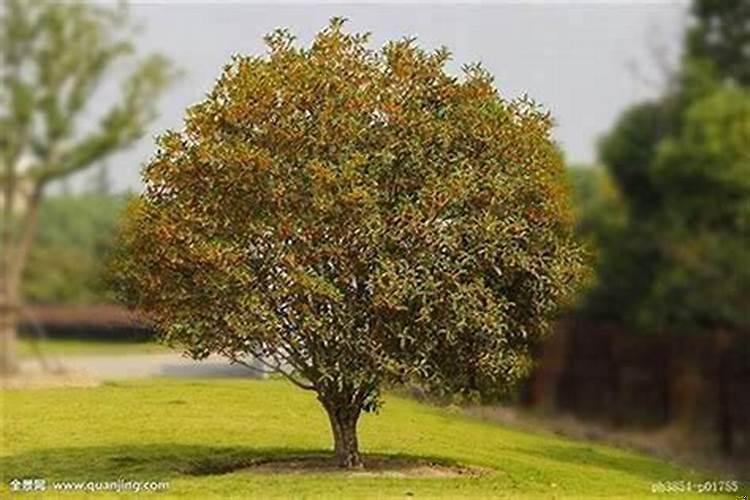 桂花树不能种在门前吗