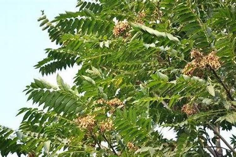 为什么家里不能种椿树