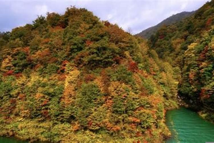 孤独终老的三个生肖