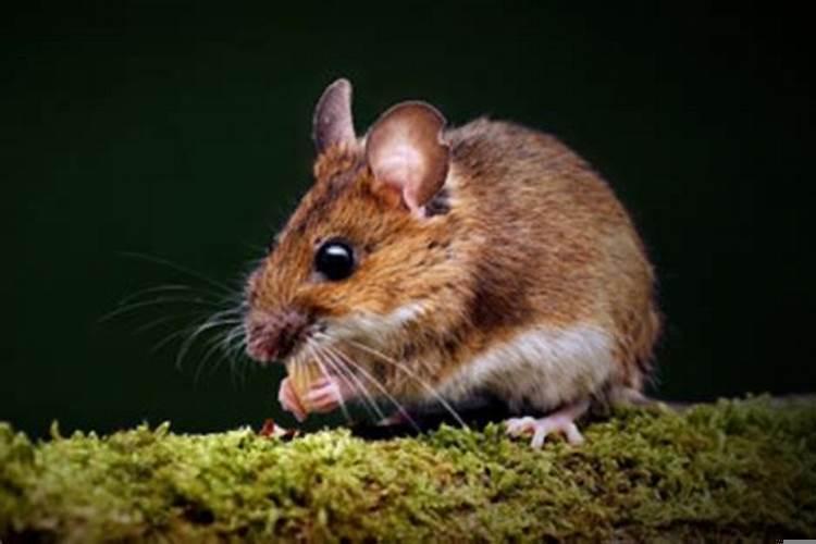 梦见大老鼠是什么征兆眼睛一红一蓝