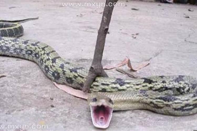 梦见一条黑色的蛇被我打死了