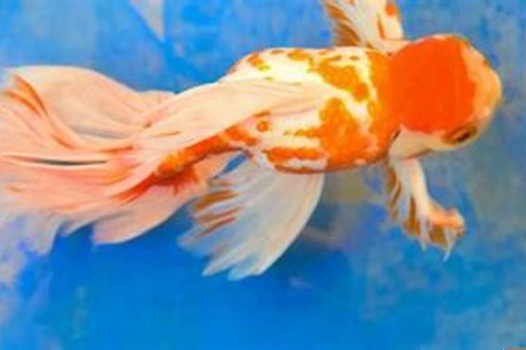 金鱼应该养几条风水学