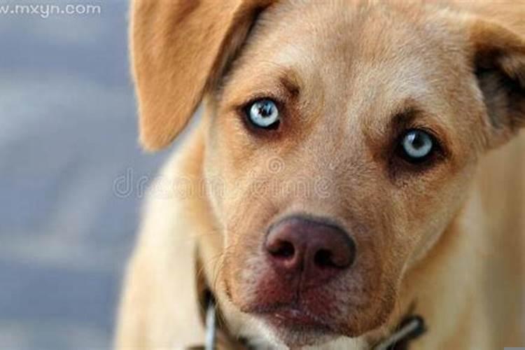 梦见自己被别人的狗咬脚后跟