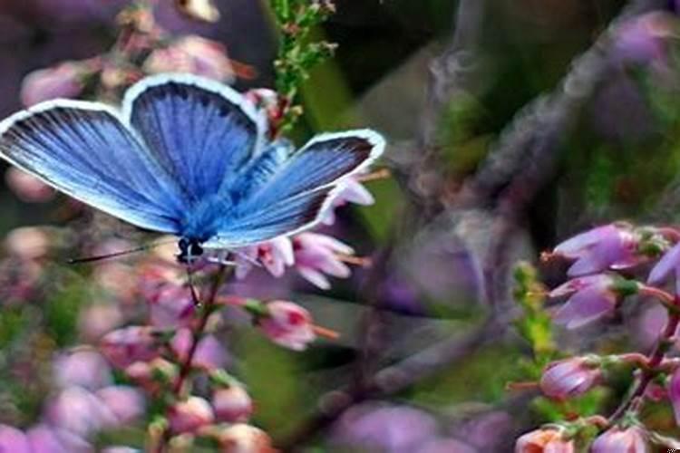 梦见自己被别人的狗咬脚后跟