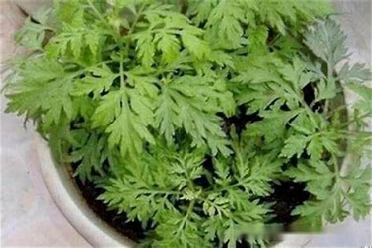 家里种艾叶影响风水吗好吗