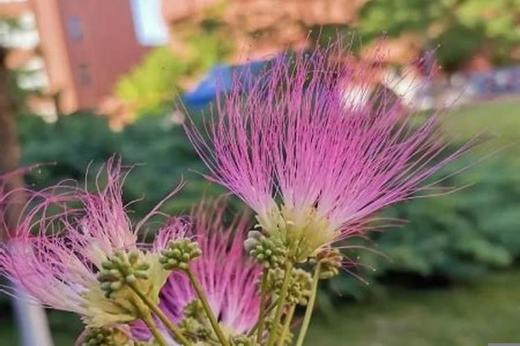 猴子喜欢什么花?