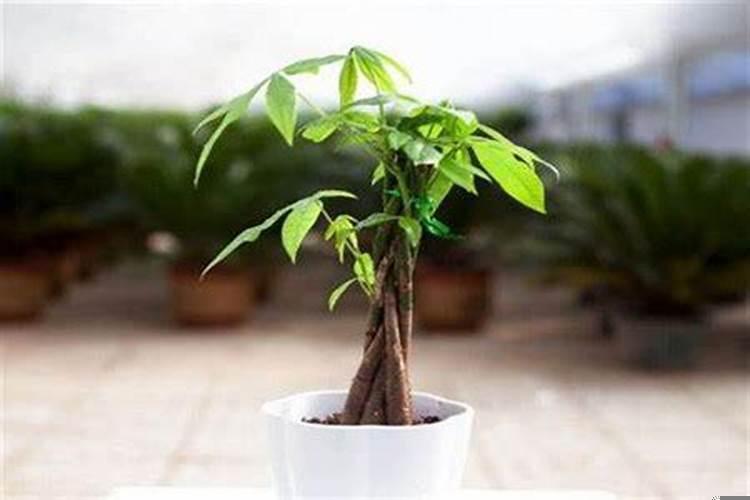 什么颜色花招财并聚财