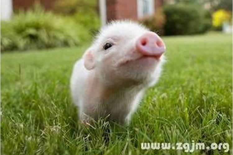 孕妇梦到好多猪在跑