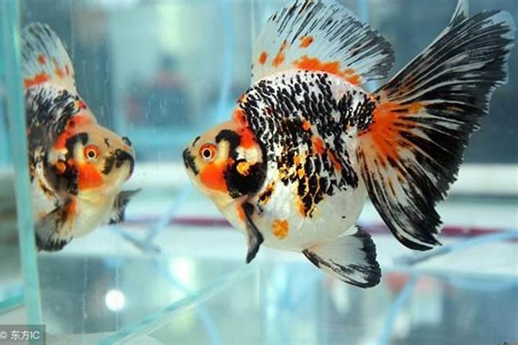 金鱼应该养几条风水学