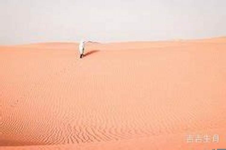 属蛇男人的命运