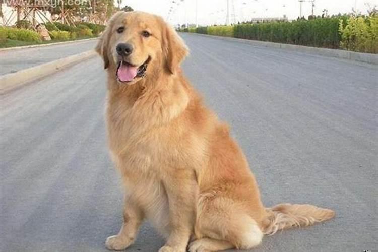 梦见狗扑咬我是什么意思