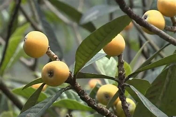 为什么家里不能种椿树