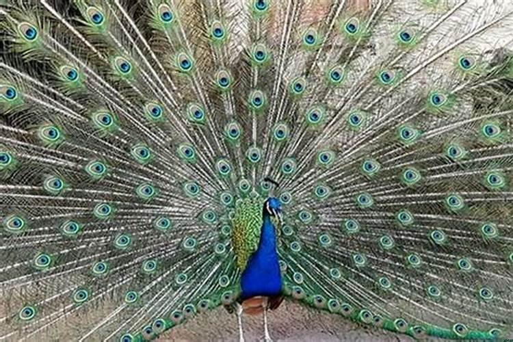 做梦梦见孔雀是什么意思