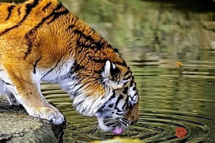 属虎的36岁本命年