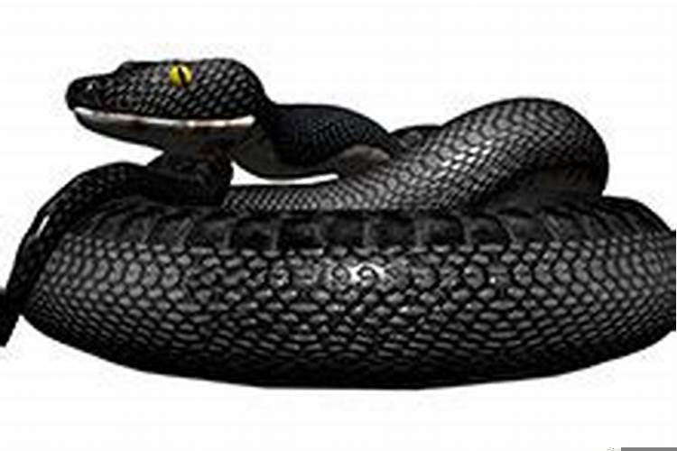 梦见一条黑色的蛇被我打死了