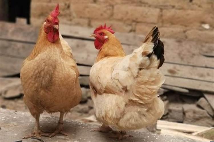 属鸡与属狗的婚姻到底如何