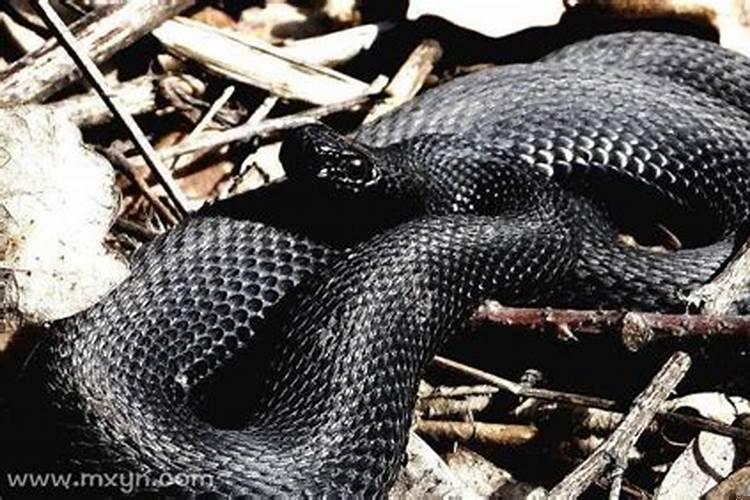 梦见一条黑色的蛇被我打死了