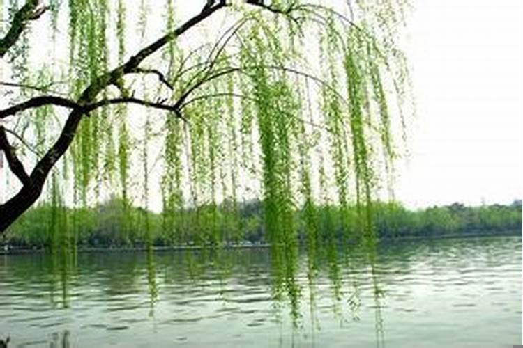 梦见很多柳树什么意思