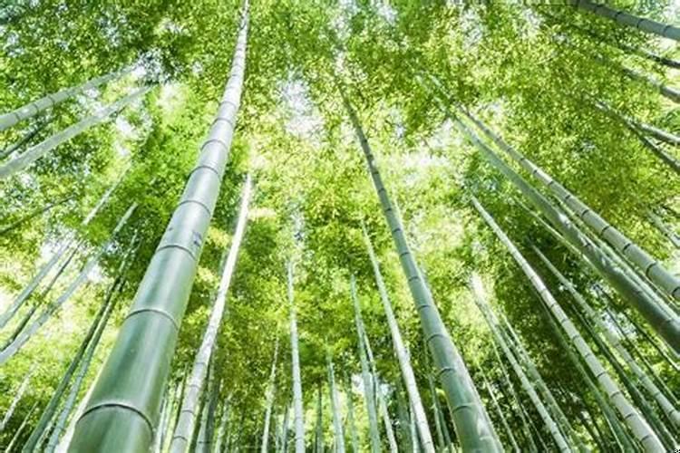 桃花摆在家里什么位置好