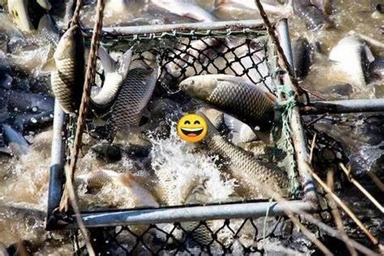 女人梦见很多大鱼死了预兆什么意思呢