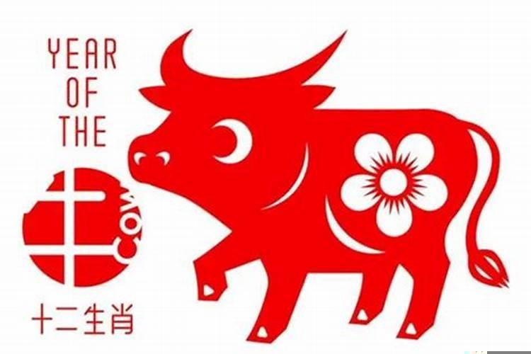 天性单纯的十二生肖