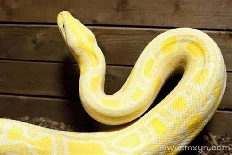 梦见蛇跟着自己预示着什么