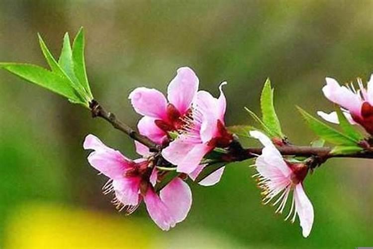 桃花摆在家里什么位置好