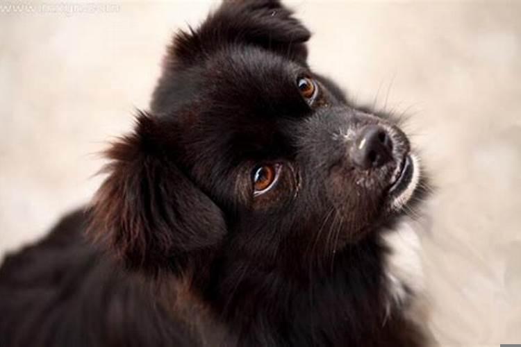 梦见黑狗对我很友好预示着什么呢