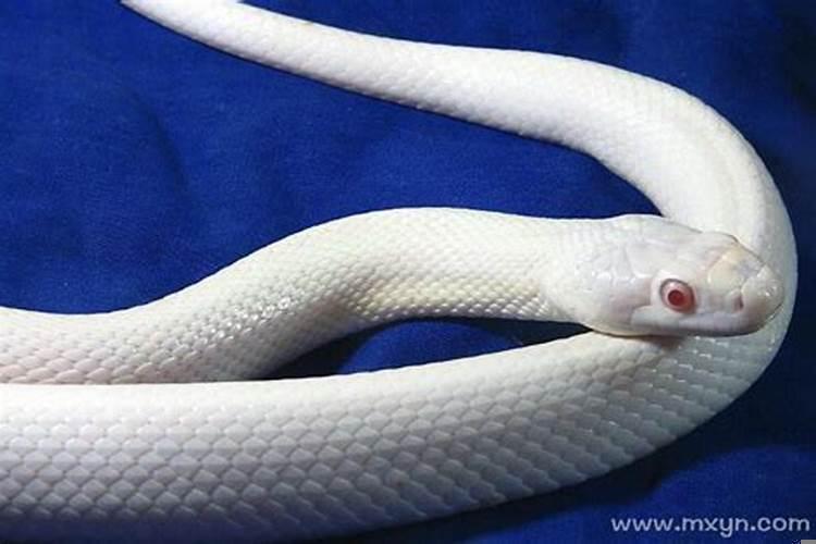 梦见大白蛇了怎么回事