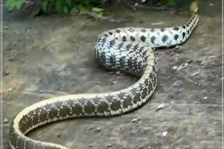 梦到家里进蛇是什么意思