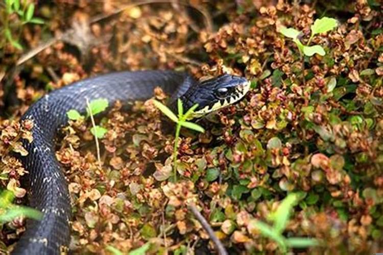 梦见蛇跟着自己预示着什么