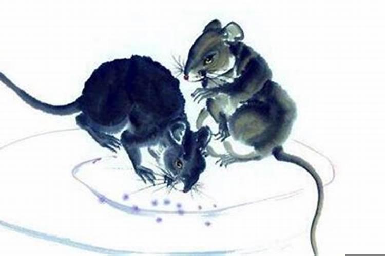 属鼠与属猪的合不合