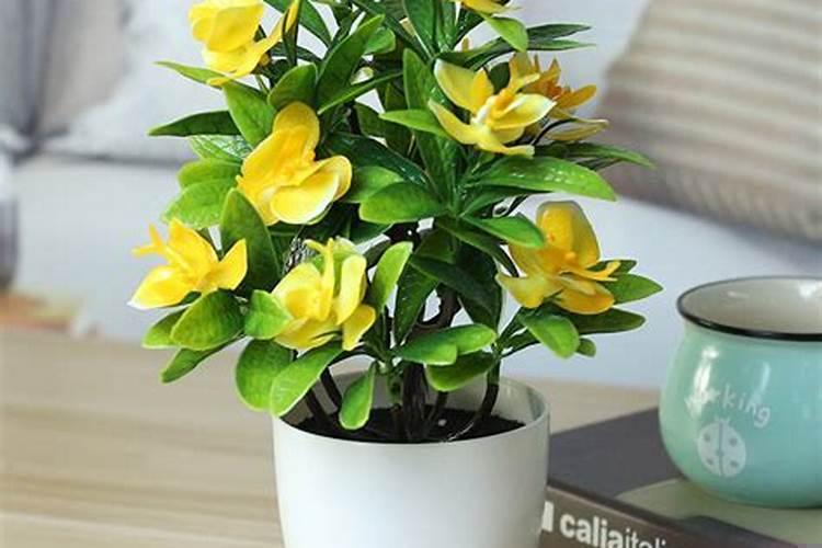 适宜卧室的植物有哪些种类